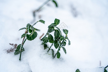 雪春冰雪中的植物背景