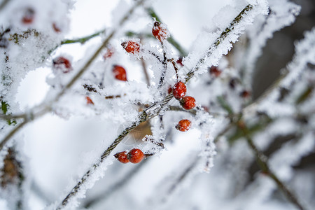 雪春冰雪中的植物背景