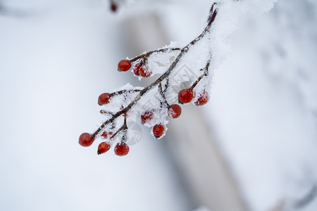 雪春冰雪中的植物背景