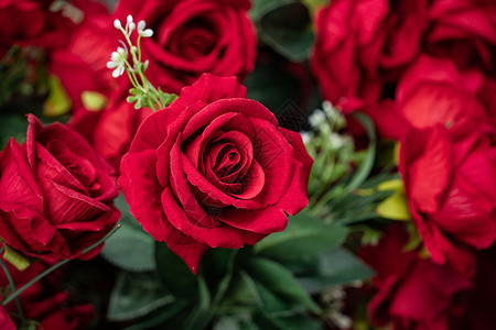 节日素材情人节玫瑰花背景