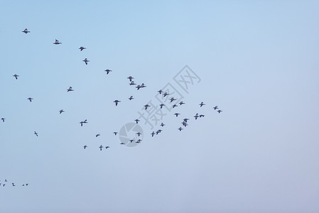 冬季冰雪候鸟栖息地高清图片