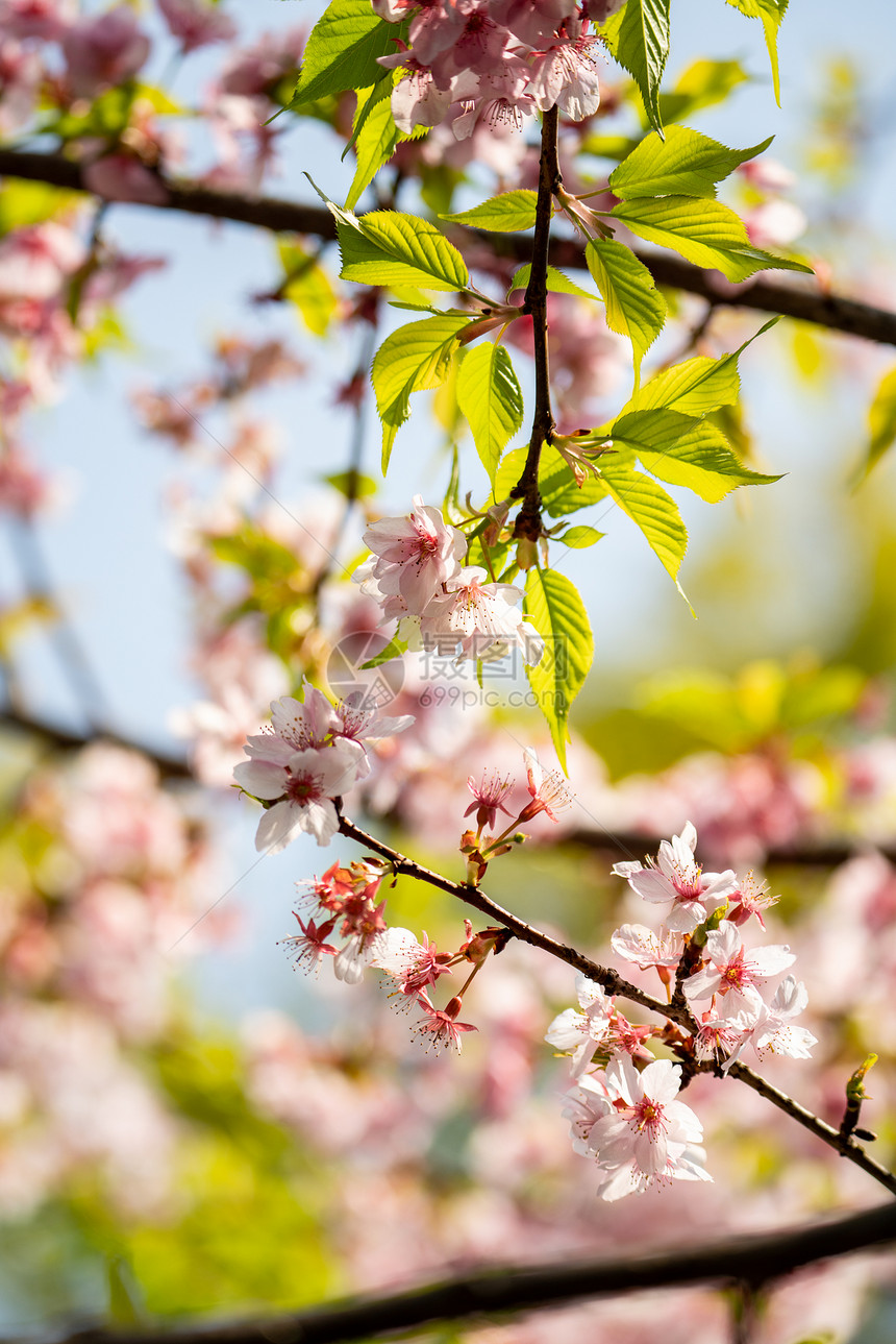 春天的樱花图片