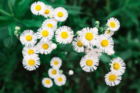 春素材春天充满生机的花朵背景