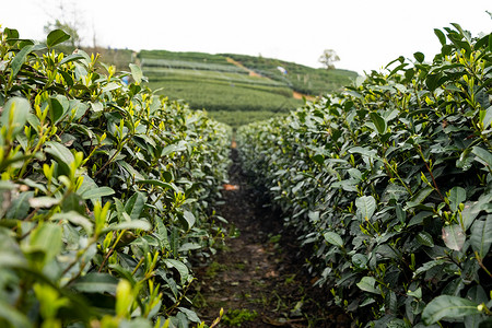 杭州西湖龙井浙江茶园的茶树背景