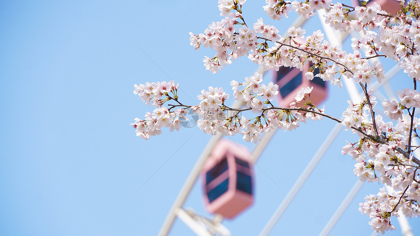春天盛开的樱花树林图片