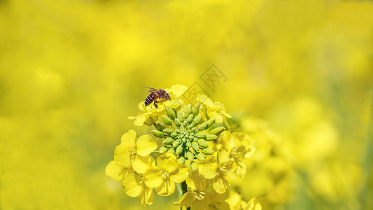 采艾春天油菜花上的蜜蜂背景