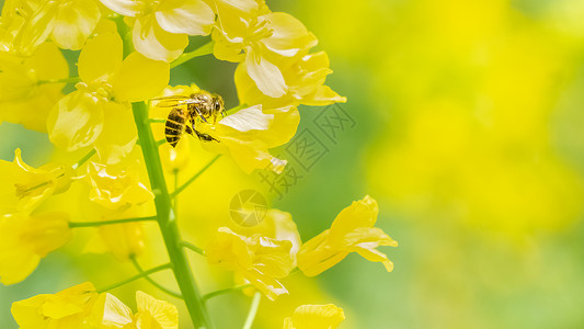 春天油菜花上的蜜蜂高清图片