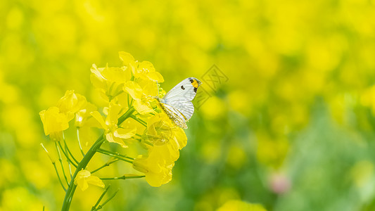 昆虫开花春天油菜花上的蝴蝶背景