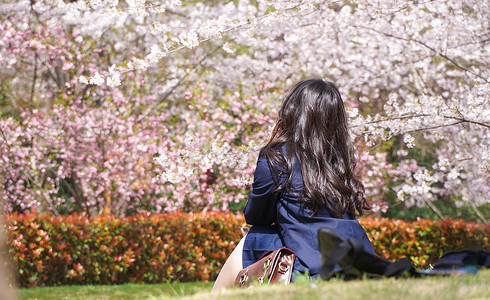 春天花海花田樱花树下的女孩背影背景