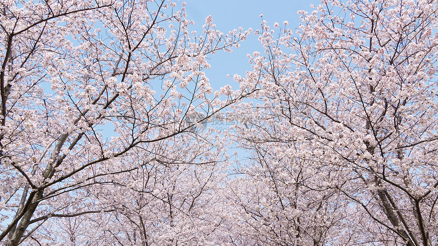 春天盛开的樱花树林图片