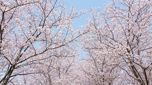 樱花天空春天盛开的樱花树林背景