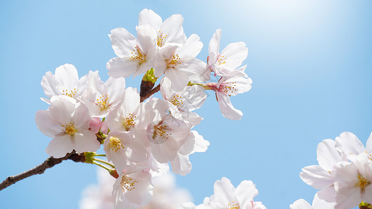 粉色樱花边框春日盛开的樱花背景