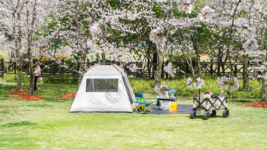 帐篷春天樱花林下露营背景