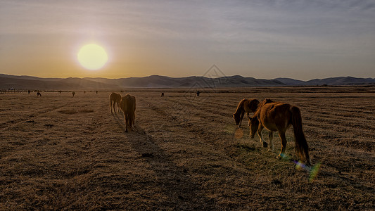 内蒙古乌兰布统大草原落日马群高清图片