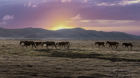 内蒙古乌兰布统大草原落日马群背景图片