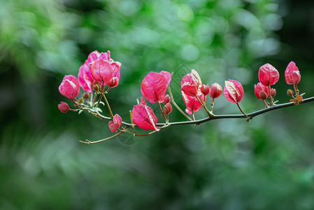 春天绿叶红花背景素材背景图片
