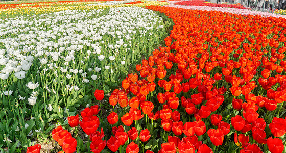 公园的鲜花乐春天盛开的郁金香花海背景