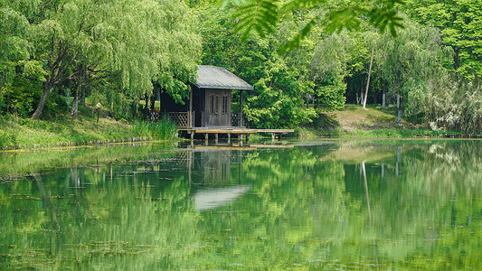 树林湖泊湖边树林与小屋绿色风景背景
