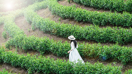 春天茶山踏青女孩背影高清图片