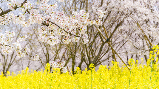 红十字和树春天樱花和油菜花背景