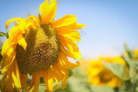 太阳花背景图片