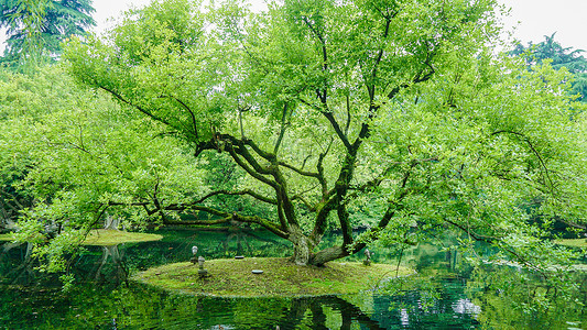 生态公园绿色树木自然风光背景