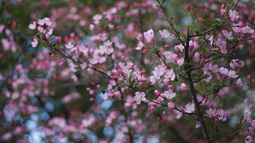 春天盛开的海棠花图片