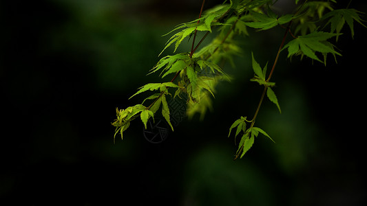 春季树木绿芽特写高清图片