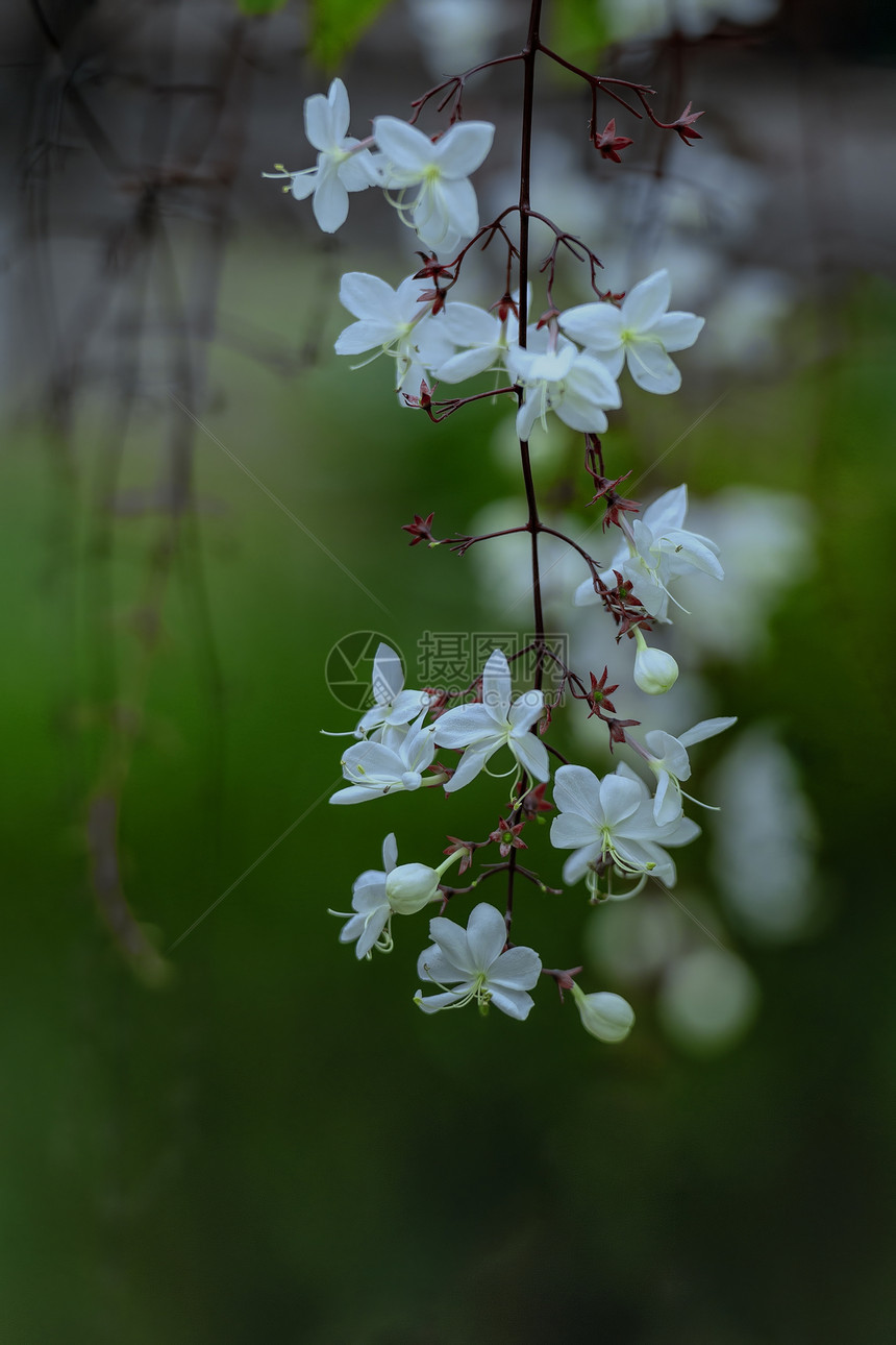 春季树木花朵特写图片