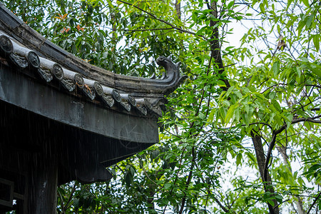 春天雨水背景图片