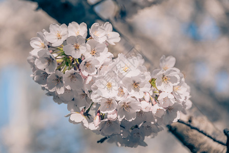 春意满满的北京玉渊潭樱花背景图片