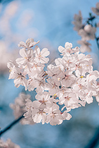 粉色百合花语北京玉渊潭盛开的樱花背景