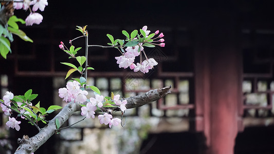 立春配图春日古典建筑背景下的的海棠花背景