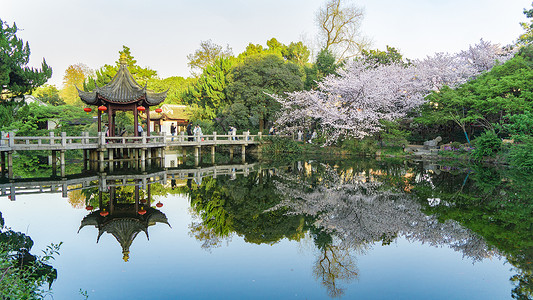 罗汉松园春天樱花盛开的江南园林背景