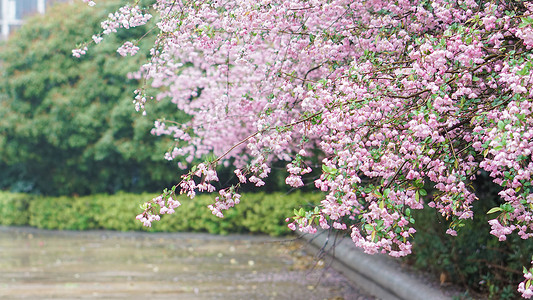 浅粉色的花特写春雨后的海棠花背景