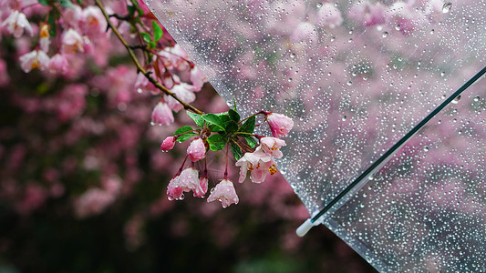 粉色燕子春雨后的海棠花背景