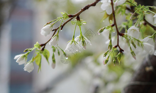 特写花卉春雨后的樱花背景