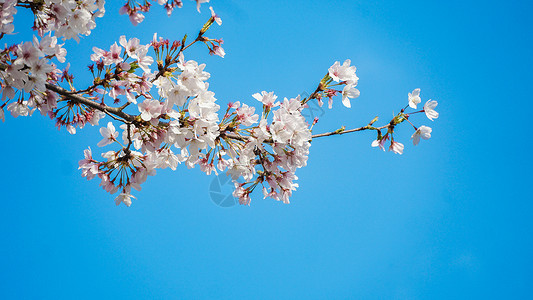 粉色樱花底纹蓝天下的樱花背景