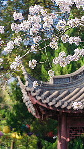 古窑春天樱花盛开的江南园林背景