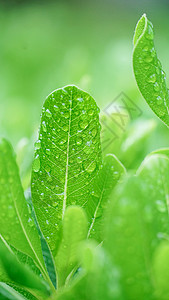 春雨下的植物背景图片