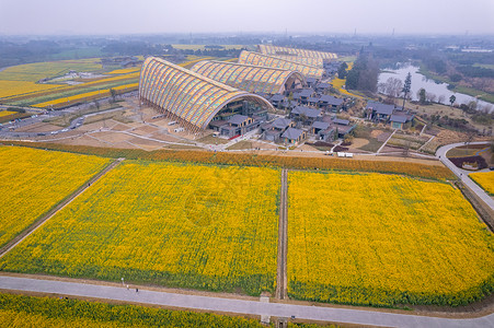 成都天府农业博览园油菜花高清图片