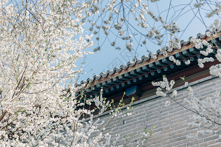 唯美北京樱花春季唯美北京雍和宫前白色梨花背景