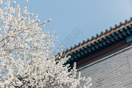 白色的樱花春季唯美北京雍和宫前白色梨花背景