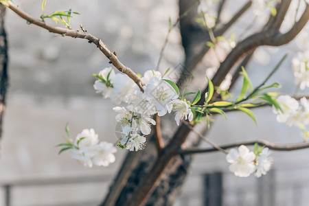 白色的樱花春季唯美北京雍和宫前白色梨花背景