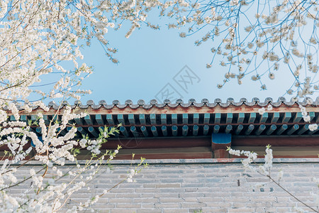 中国风梨花春季唯美北京雍和宫前白色梨花背景