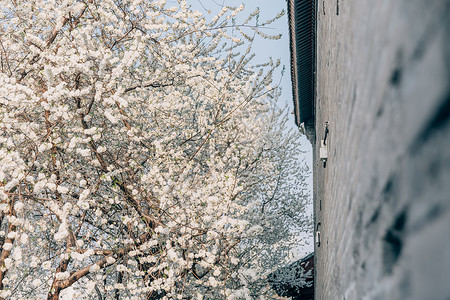 白色的樱花春季唯美北京雍和宫前白色梨花背景