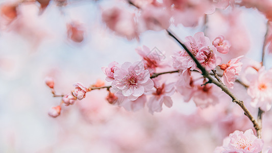 白樱花北京春天奥林匹克森林公园的白梨花背景