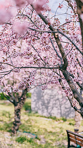 白樱花北京春天奥林匹克森林公园的白梨花背景