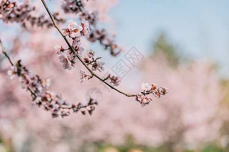 白樱花北京春天奥林匹克森林公园的白梨花背景