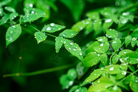 走谷雨春天雨水背景